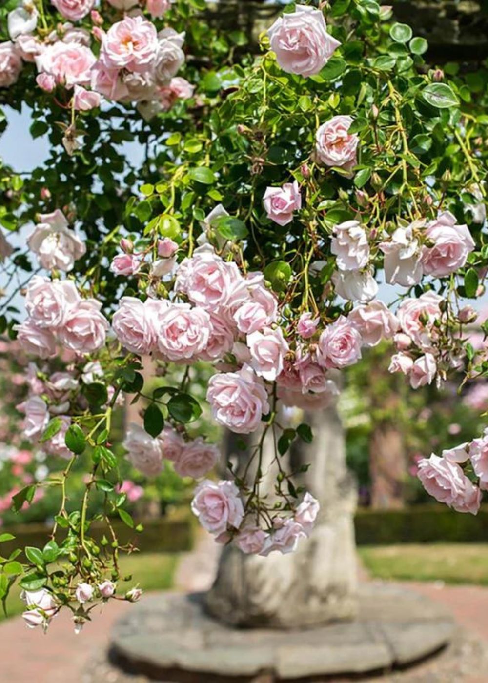 New Dawn Climbing Rose Bare Root - Menagerie Farm &amp; Flower