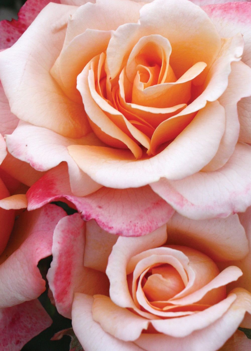Oh Happy Day™ Eleganza® Rose Bare Root - Menagerie Farm &amp; Flower