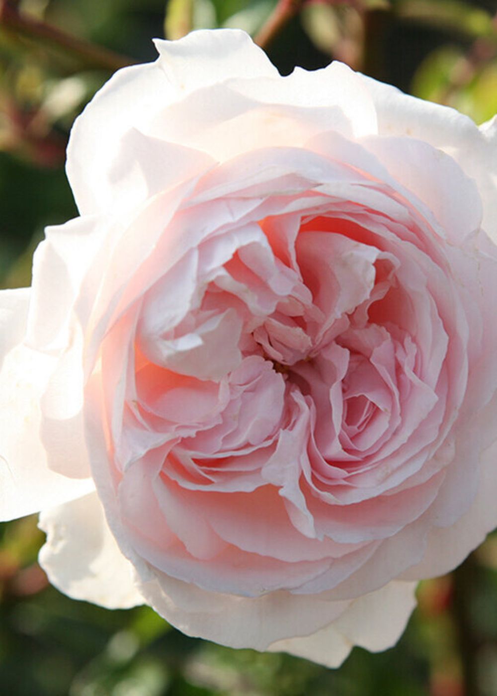 Parfuma® First Crush™ Rose Bare Root - Menagerie Farm & Flower