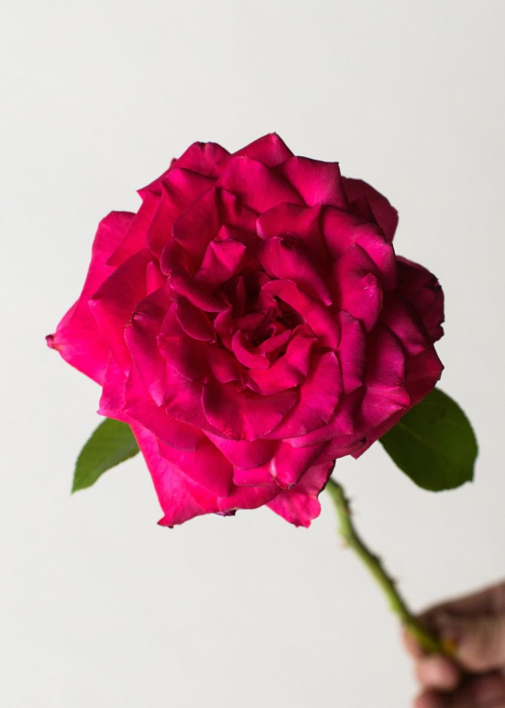 Peter Mayle™ Rose Bare Root - Menagerie Farm &amp; Flower