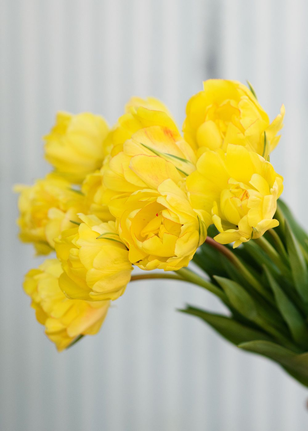 Pre-Cooled Akebono Tulip Bulbs - Menagerie Farm &amp; Flower