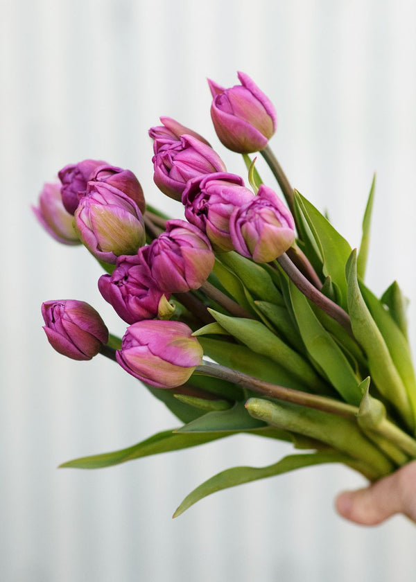 Pre-Cooled Tulip Bulbs In Lavender + Purple Shades - Vivid Hues