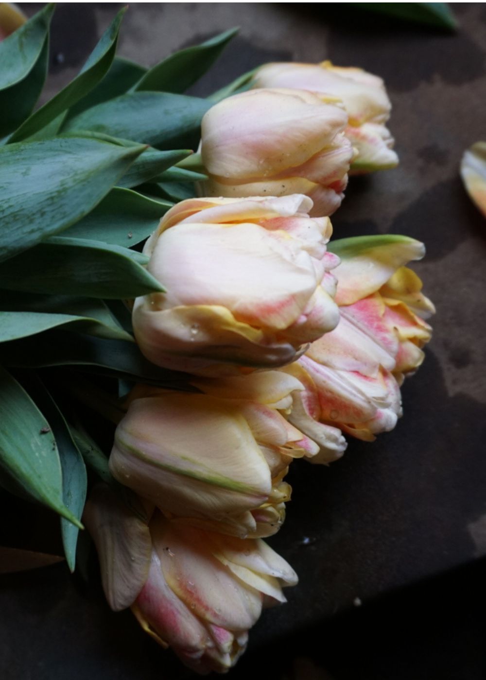 Pre-Cooled Charming Beauty Tulip Bulbs - Menagerie Farm &amp; Flower