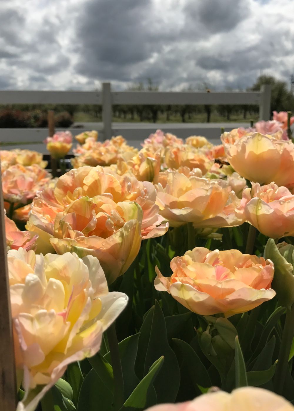 Pre-Cooled Charming Lady Tulip Bulbs - Menagerie Farm &amp; Flower