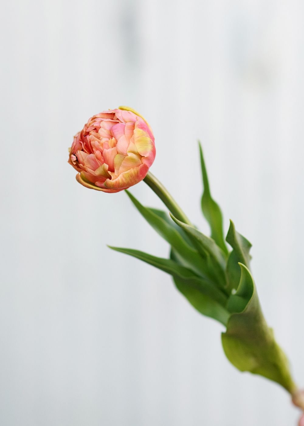 Pre-Cooled Copper Image Tulip Bulbs - Menagerie Farm &amp; Flower