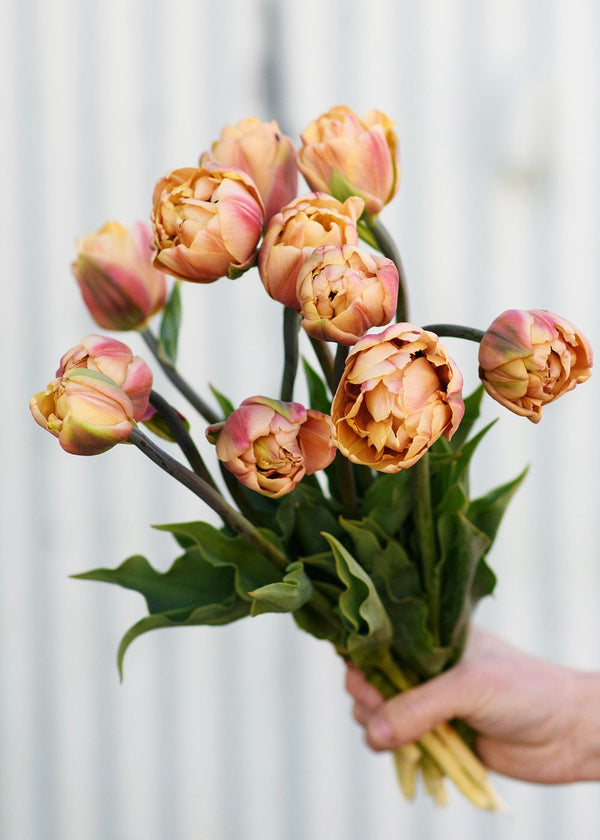 Pre-Cooled Tulip Bulbs In Multi + Taupe Shades - Create An