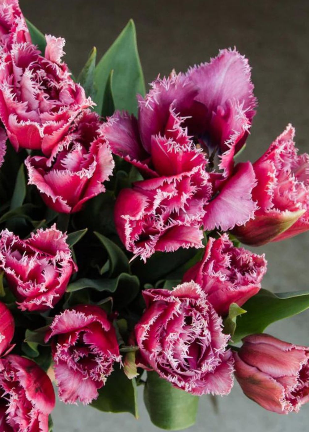 Pre-Cooled Mascotte Tulip Bulbs - Menagerie Farm & Flower