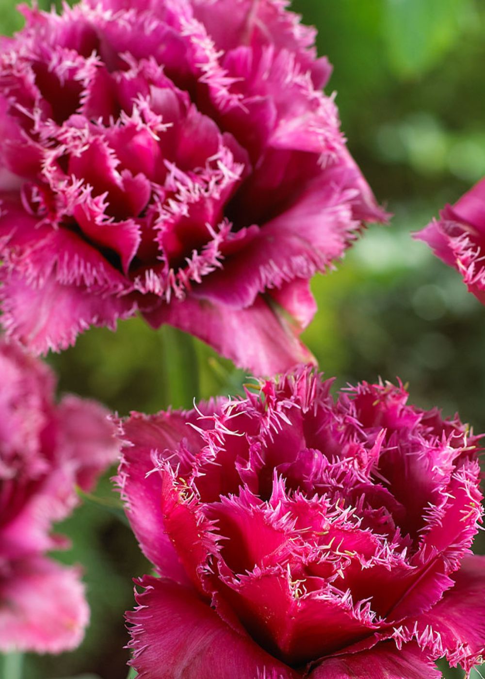 Pre-Cooled Mascotte Tulip Bulbs - Menagerie Farm &amp; Flower