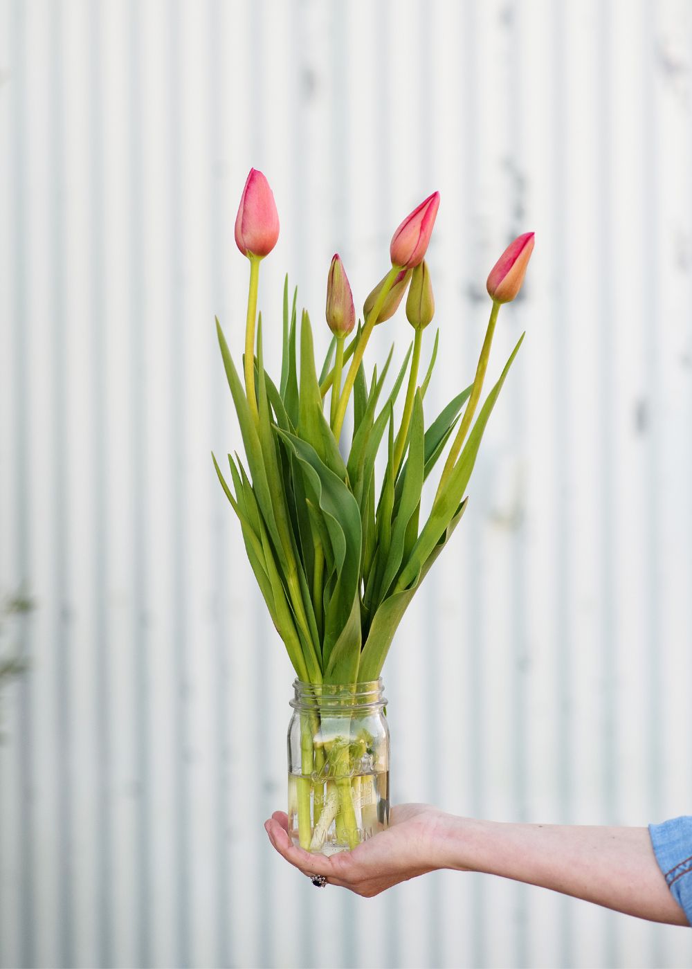 Pre-Cooled Menton Tulip Bulbs - Menagerie Farm &amp; Flower