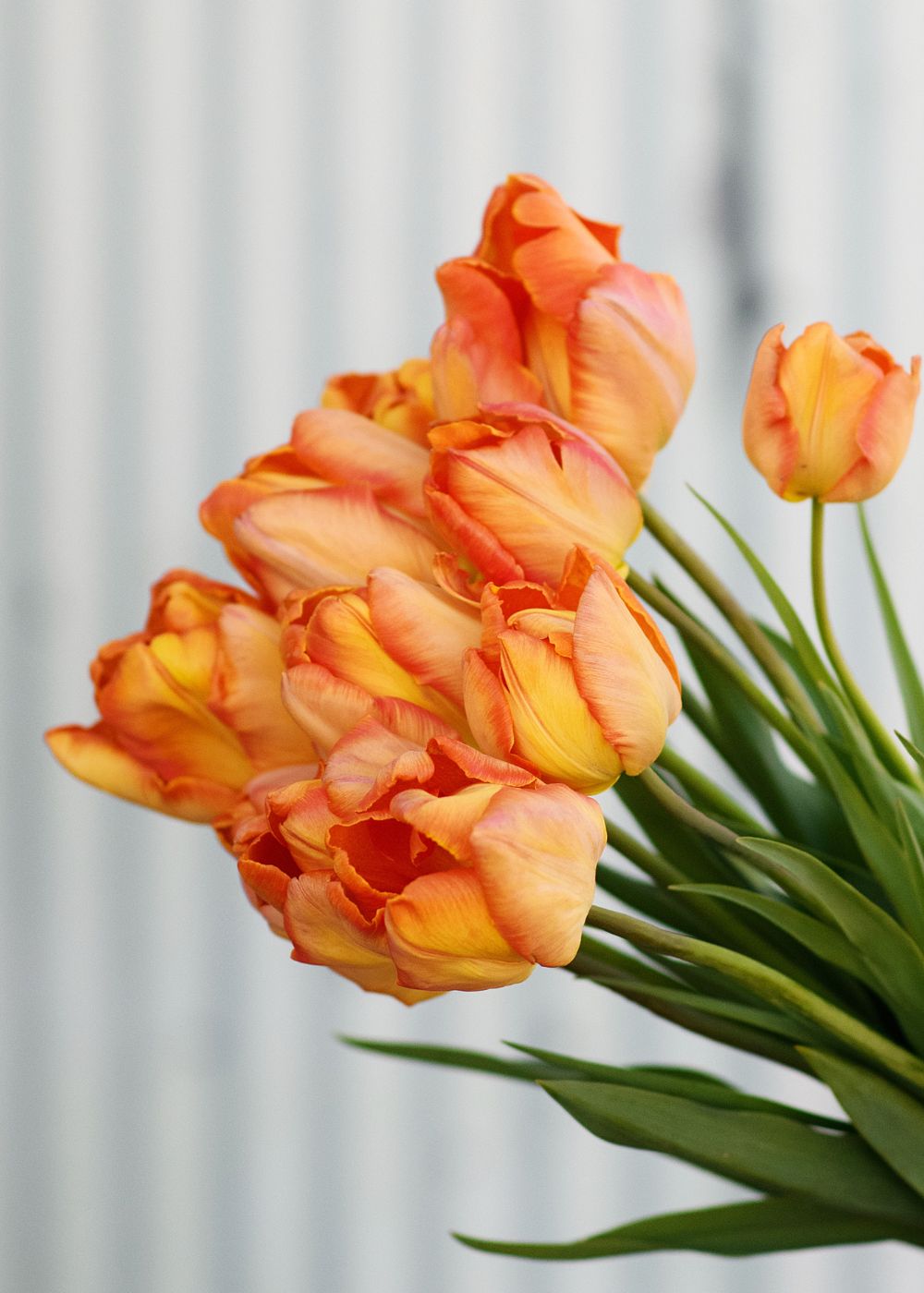 Pre-Cooled Professor Rontgen Tulip Bulbs - Menagerie Farm &amp; Flower