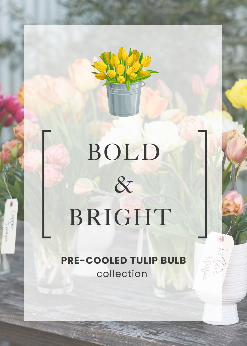 Pre-Cooled Tulip Bulbs Bold &amp; Bright Collection - Menagerie Farm &amp; Flower