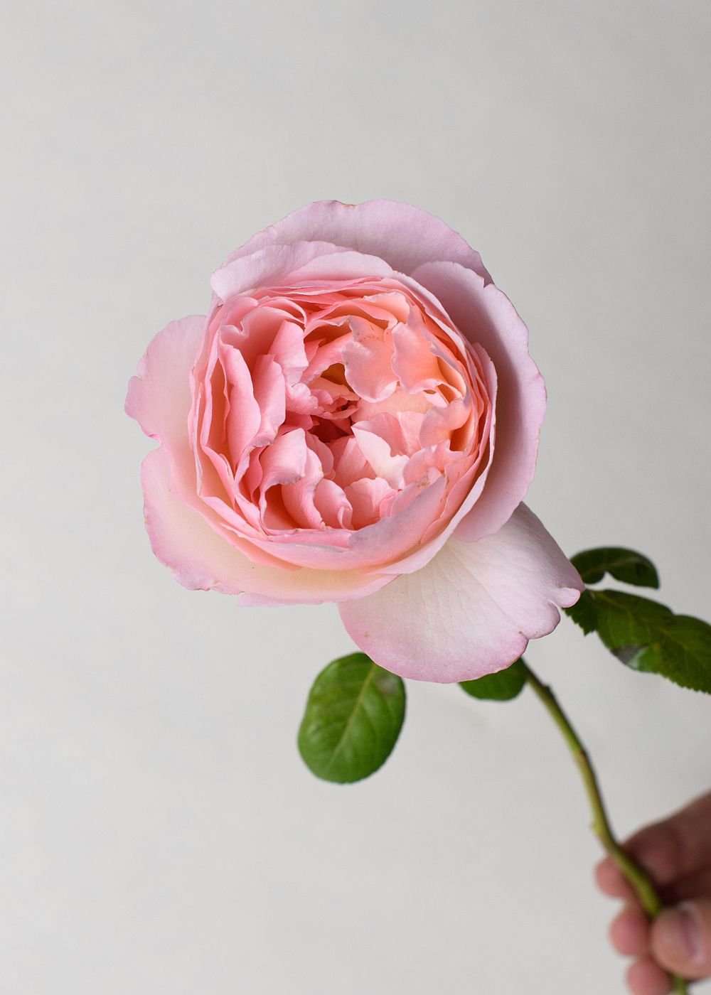 Princesse Charlene de Monaco® Rose Bare Root - Menagerie Farm &amp; Flower