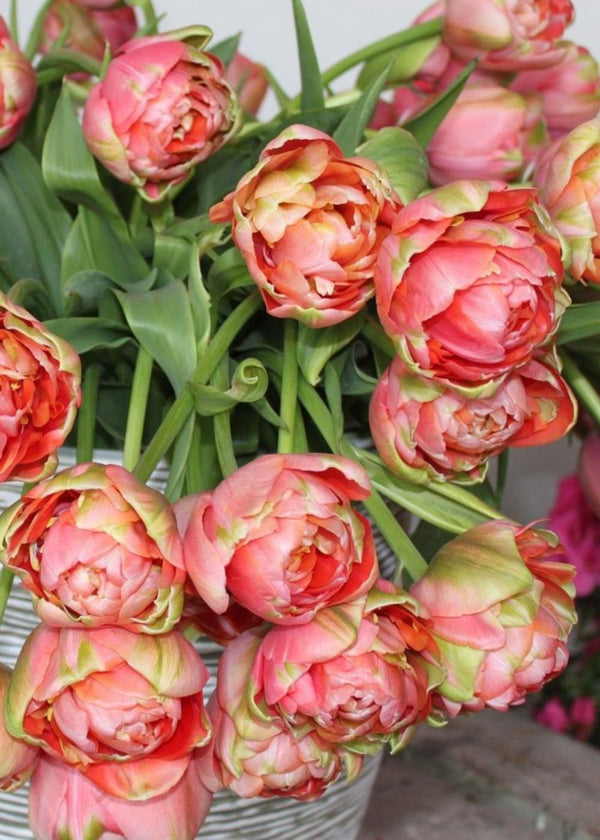 専用ページ　TULIP様 Pre-Cooled Tulip Bulbs: New To Collection 2025 - Menagerie Farm