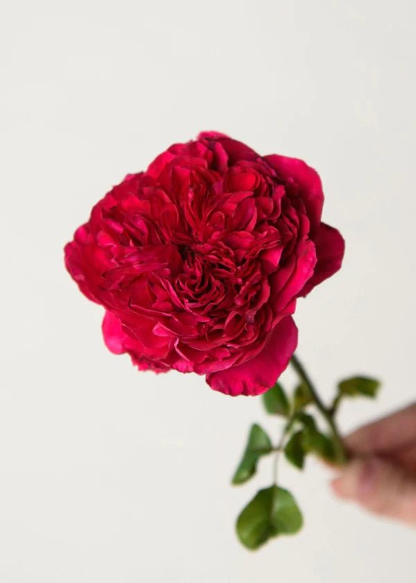 ROSEロイヤル Rouge Royale™ Potted Rose - Menagerie Farm & Flower