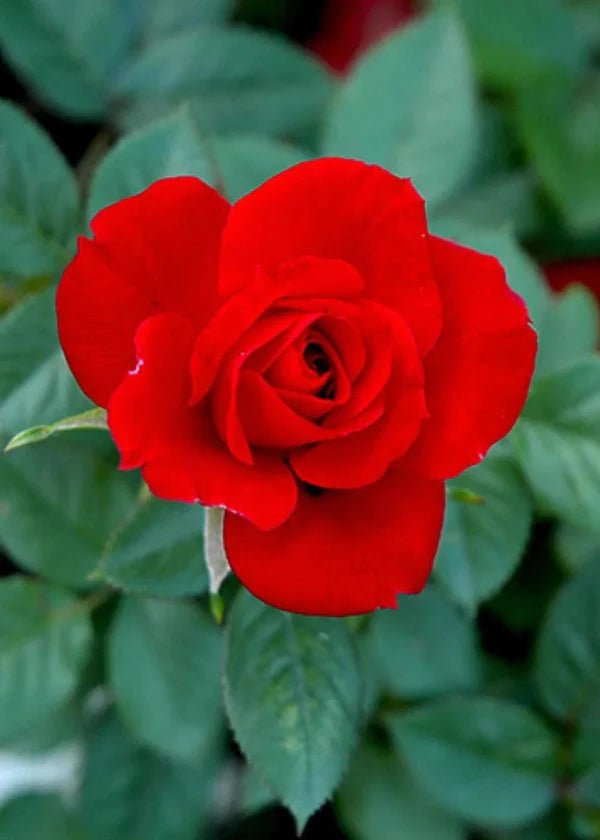 Ruby Red™ Rose Potted (Archived) - Menagerie Farm & Flower