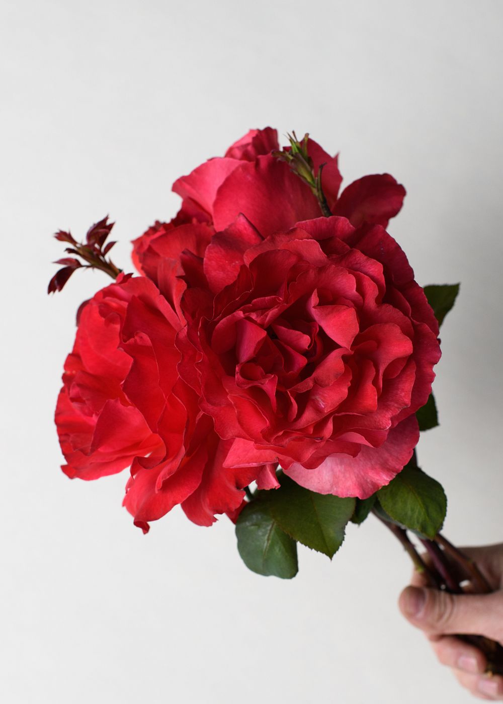 Sedona Rose Bare Root (Archived) - Menagerie Farm & Flower