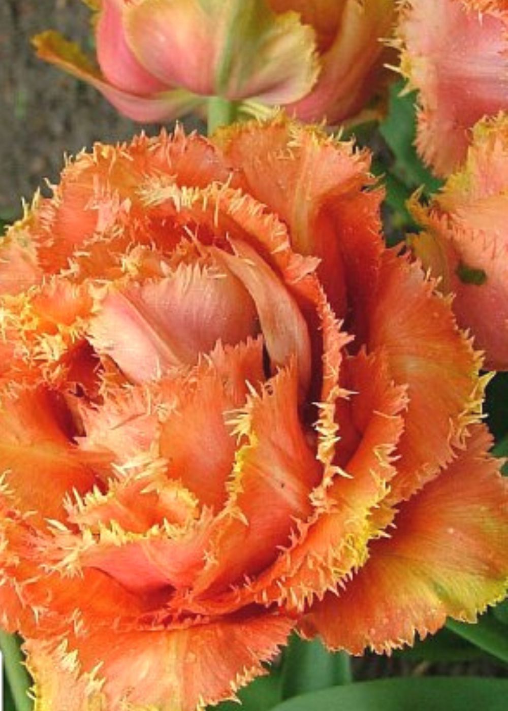 Sensual Touch Tulip Bulbs - Menagerie Farm & Flower