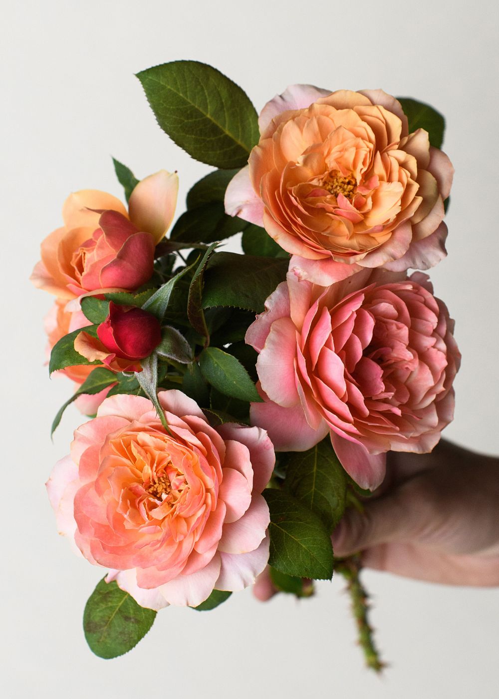 State of Grace™ Rose Bare Root - Menagerie Farm &amp; Flower