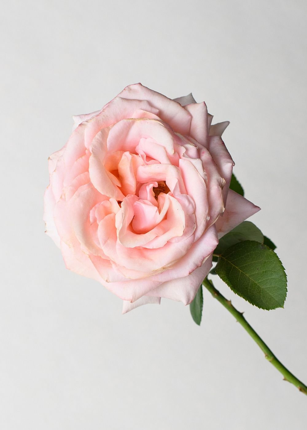 Sunset Celebration Rose Potted (Archived) - Menagerie Farm & Flower