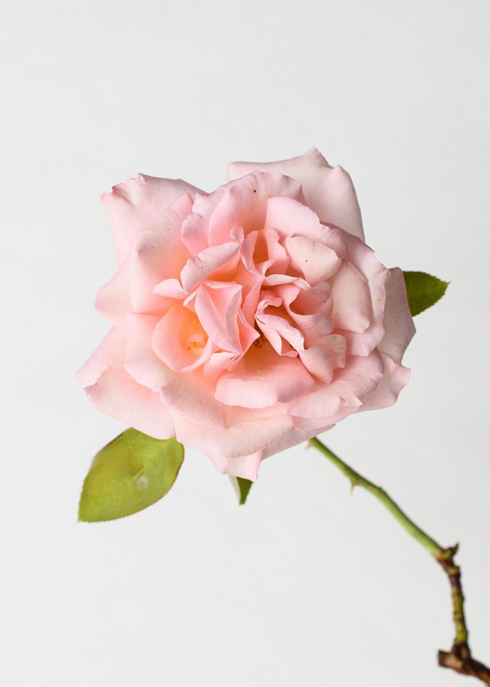 Sunset Celebration Rose Potted (Archived) - Menagerie Farm & Flower