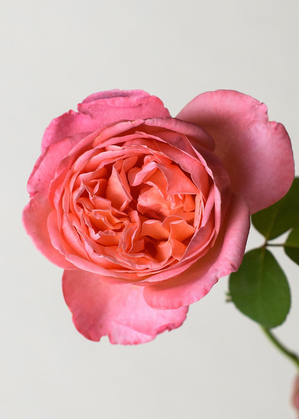 Sweet Mademoiselle™ Rose Bare Root - Menagerie Farm &amp; Flower