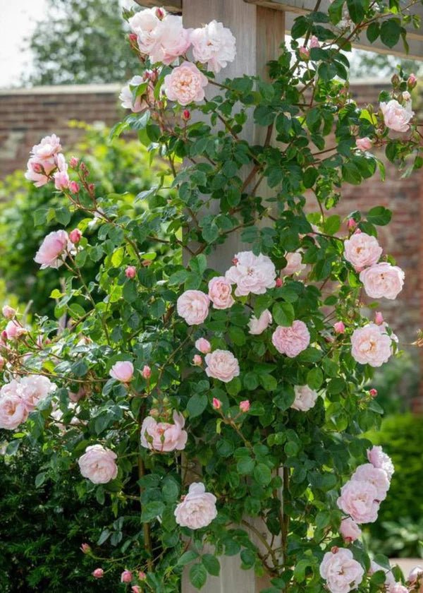 plant climbing rose in pot The Generous Gardener® Climbing Rose Potted