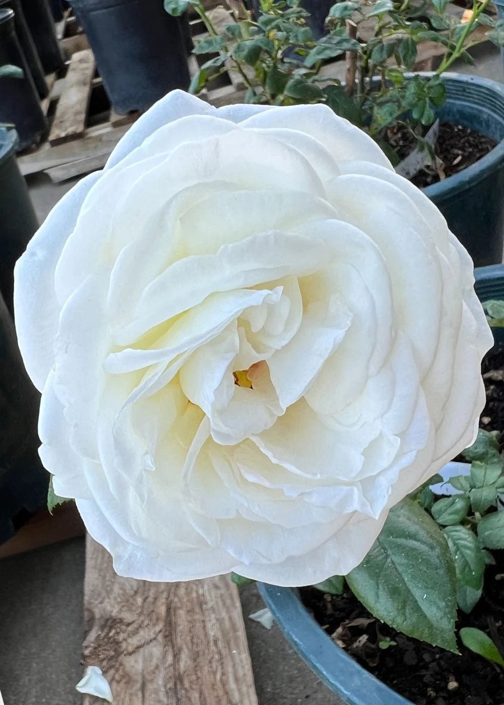 Top Cream™ Rose Potted - Menagerie Farm &amp; Flower