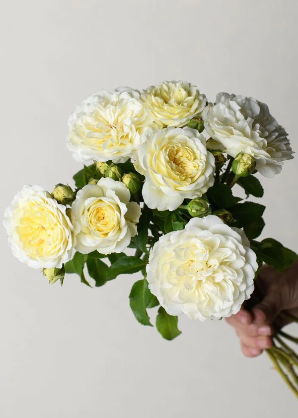 David Austin Roses - Bare root roses, Container roses, English Roses