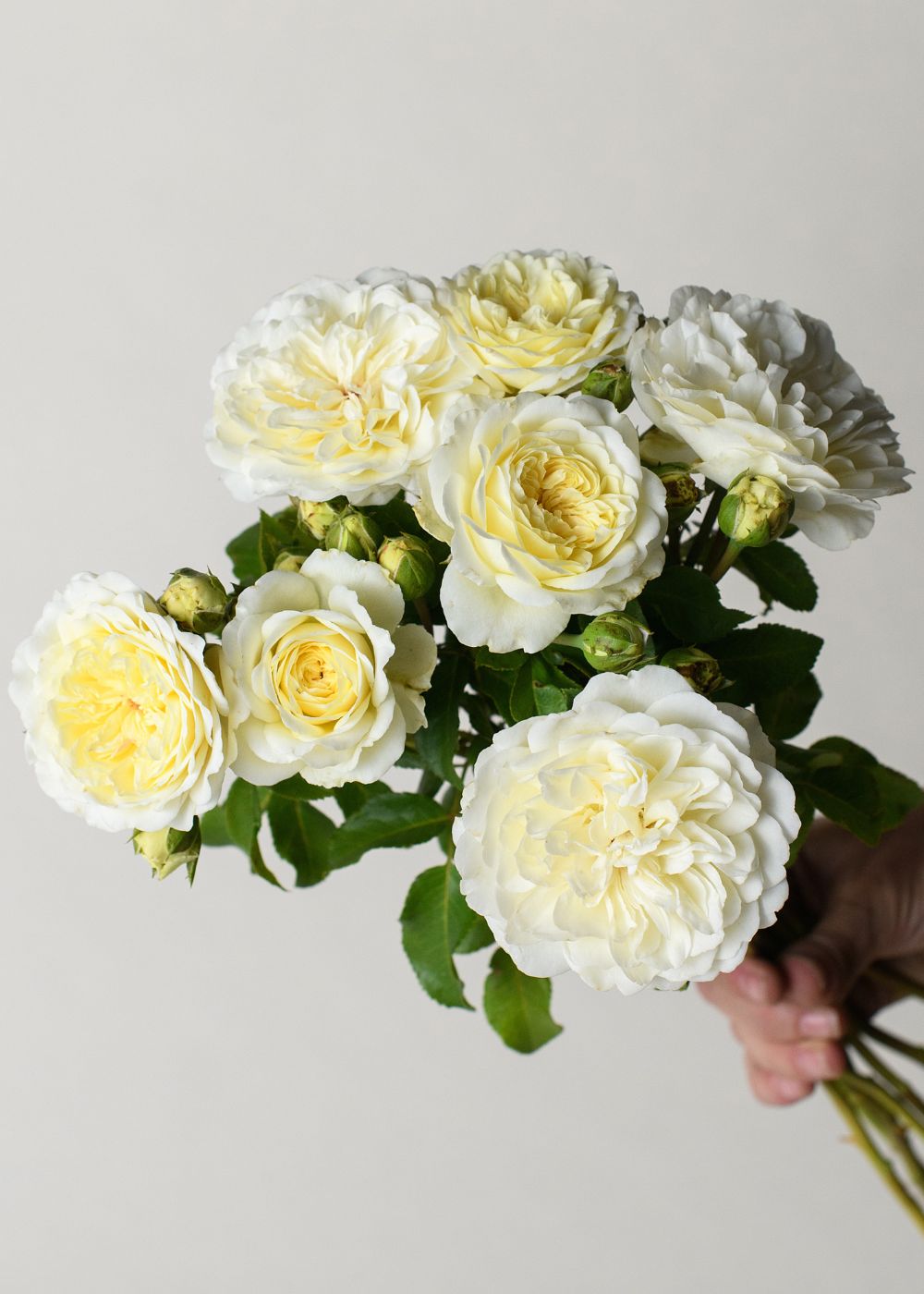Tranquillity Rose Bare Root - Menagerie Farm & Flower