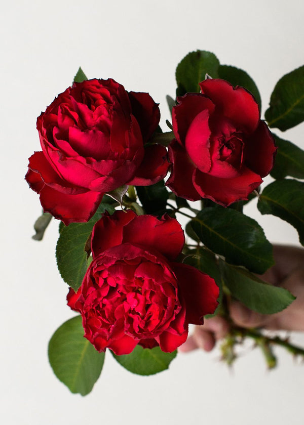 Traviata® Bare Root Rose - Menagerie Farm & Flower