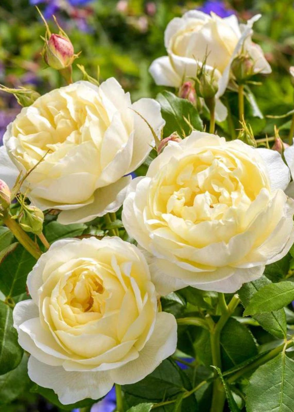 Vanessa Bell Rose Potted - Menagerie Farm &amp; Flower