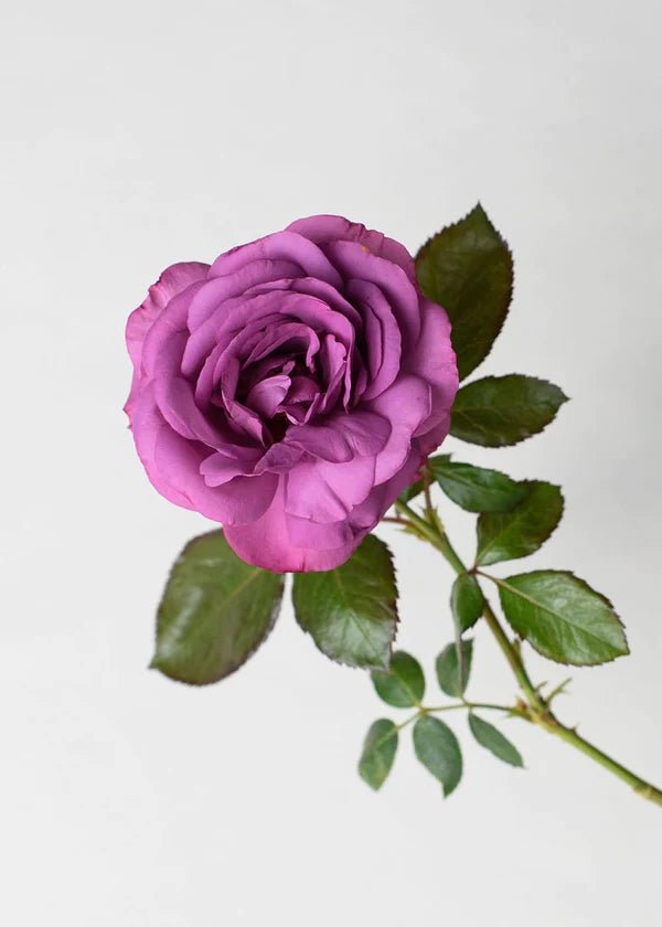 Violet&#39;s Pride™ Rose Potted - Menagerie Farm &amp; Flower