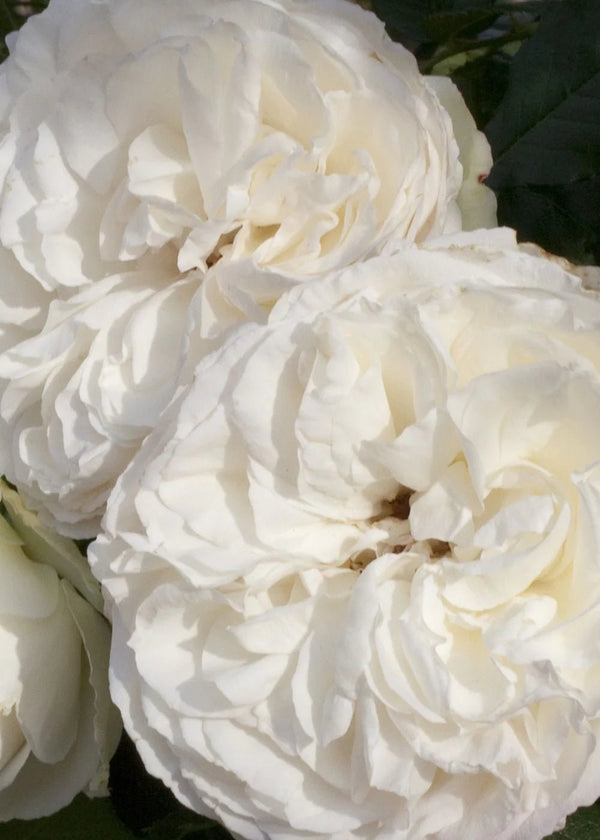 Offen【Reborn project】ROSE-pointed /WHITE Rosa White Knock Out® (Shrub) - Devil Mountain Wholesale Nursery