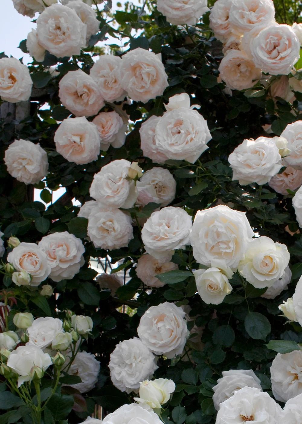 White Eden Climber® Rose Potted - Menagerie Farm &amp; Flower