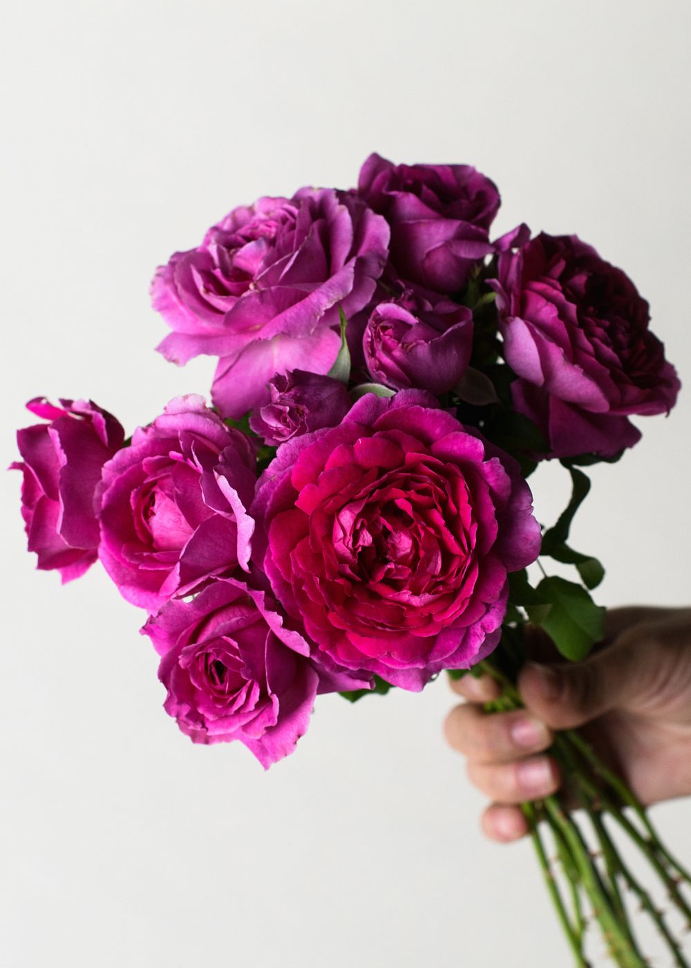 Young Lycidas Rose Bare Root (Archived) - Menagerie Farm & Flower