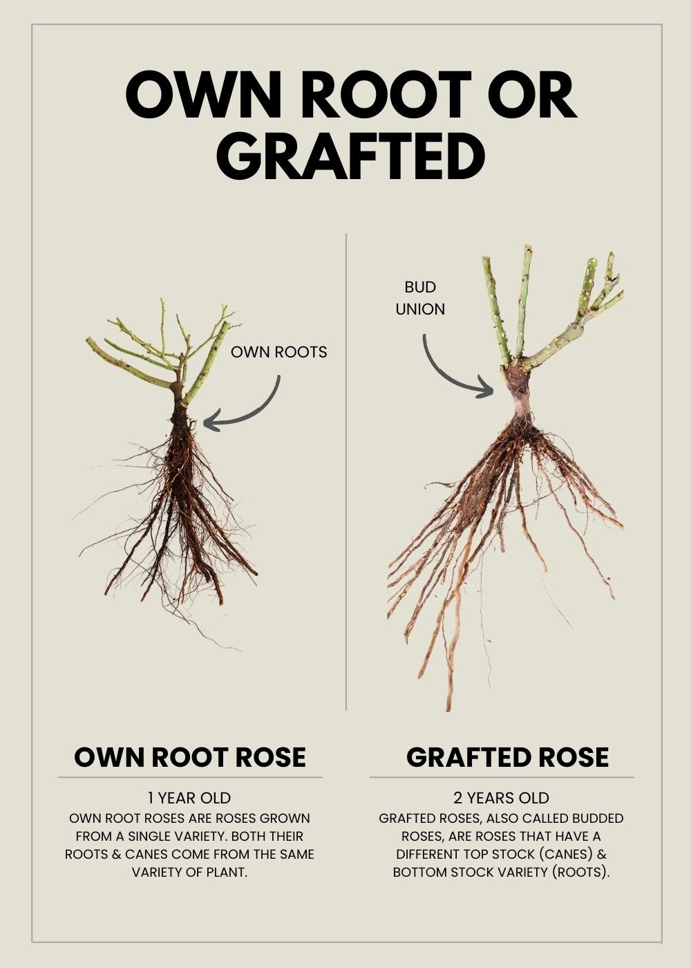 Yves Piaget® Rose Bare Root - Menagerie Farm &amp; Flower