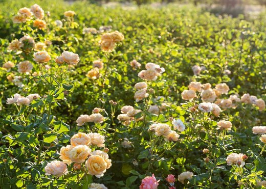 Ask Felicia: 6 Tips for Managing Climbing Roses as Shrubs - Menagerie Farm & Flower