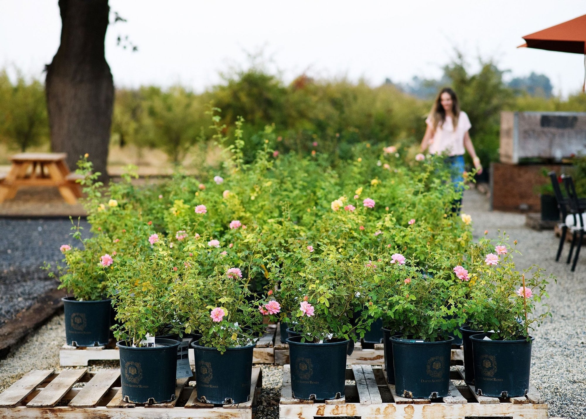 Ask Felicia: How to Overwinter Potted Roses in Cold Climates - Menagerie Farm & Flower