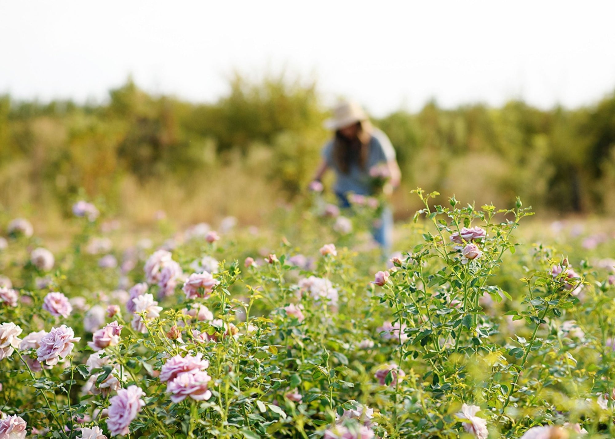 Ask Felicia: Managing Black Spot on Roses – Tips for Prevention and Treatment - Menagerie Farm & Flower