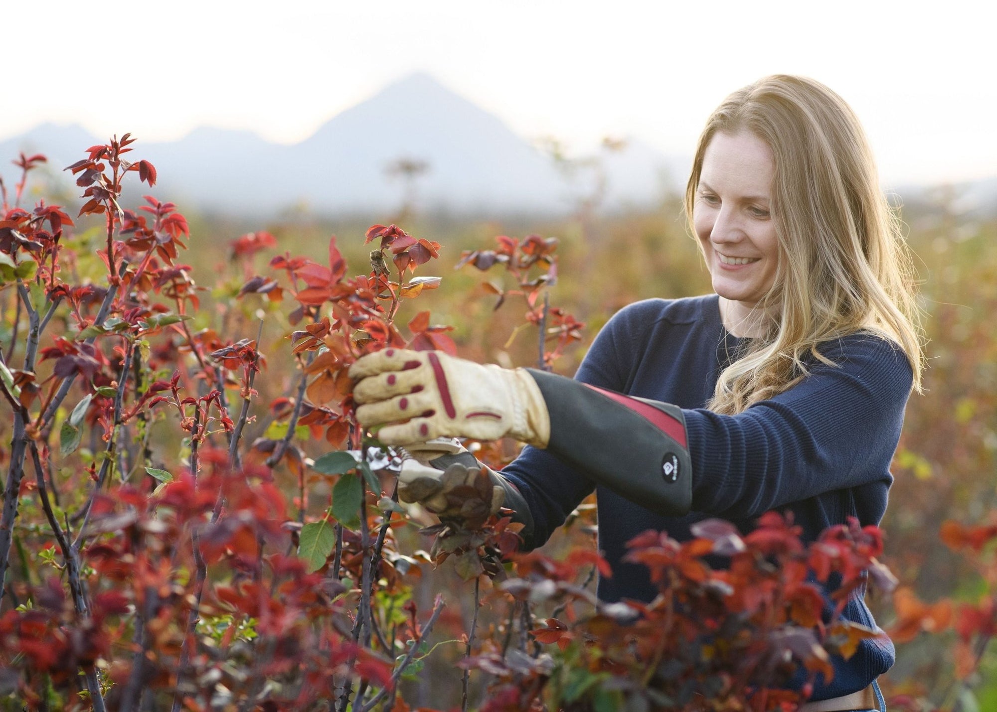 Ask Felicia: The Best Way to Prune Your Climbing Roses - Menagerie Farm & Flower