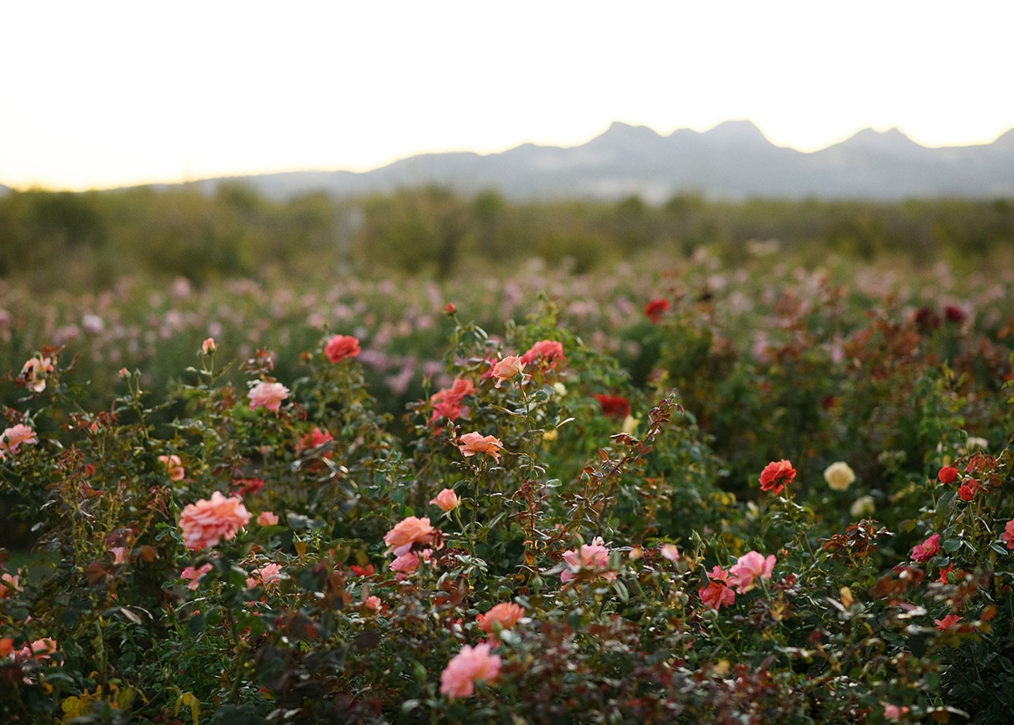 Ask Felicia: Transplanting Roses - Menagerie Farm & Flower