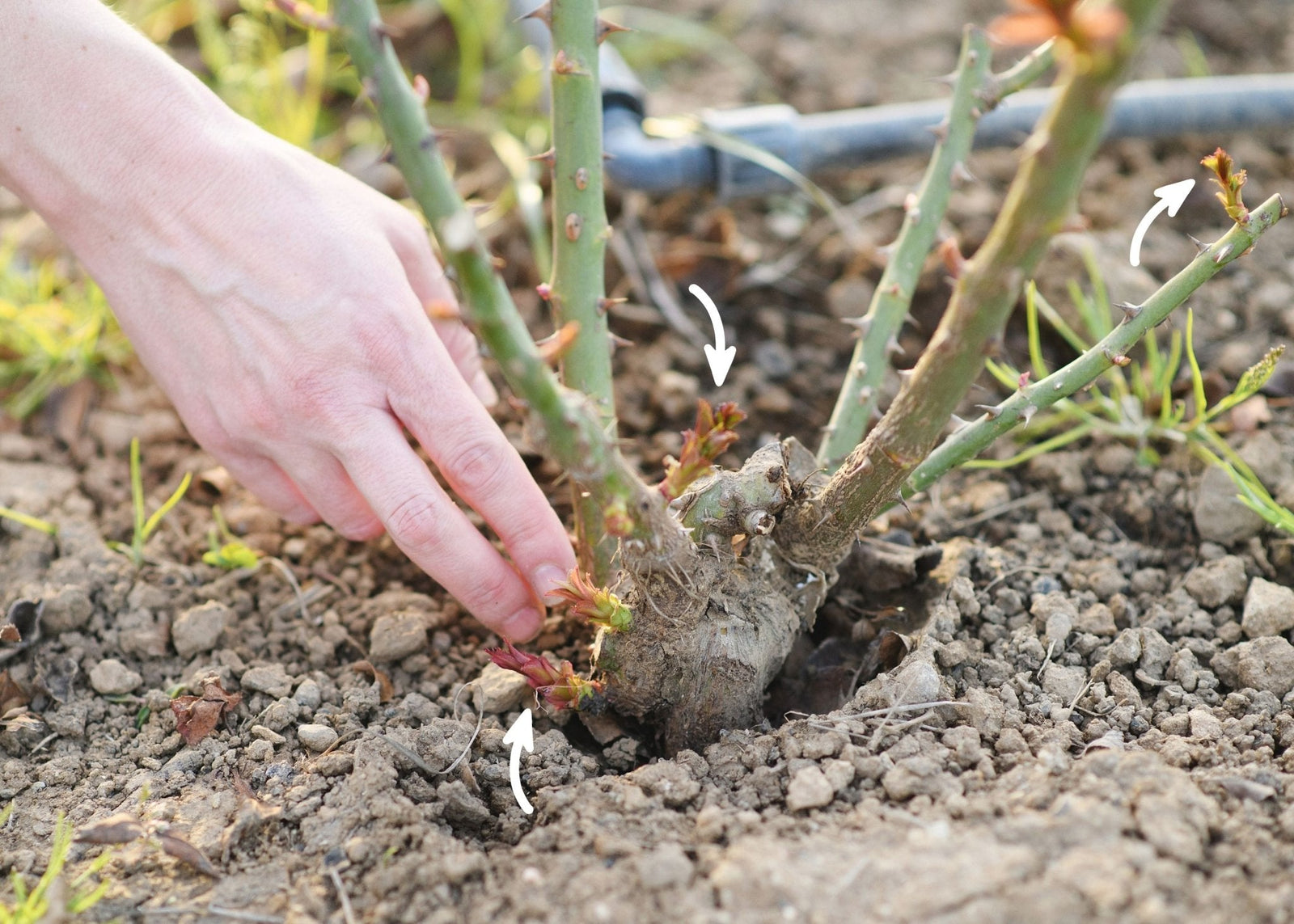 Ask Felicia: Understanding Basal Breaks in Grafted Roses - Menagerie Farm & Flower
