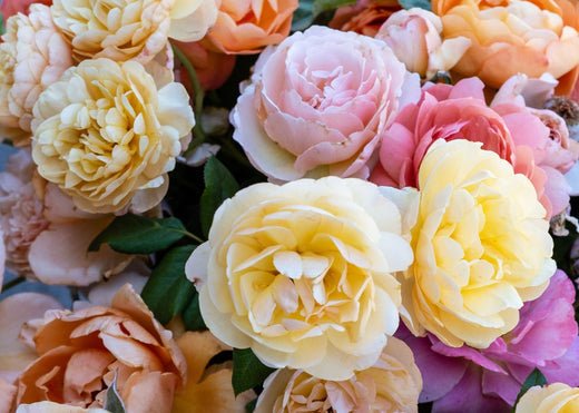 Ask Felicia: What Are The Best Roses for Perennial Borders? - Menagerie Farm & Flower