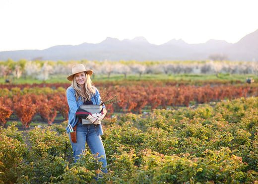 Ask Felicia: What Is The Recommend Rose Plant Spacing For Cut Flower Production? - Menagerie Farm & Flower