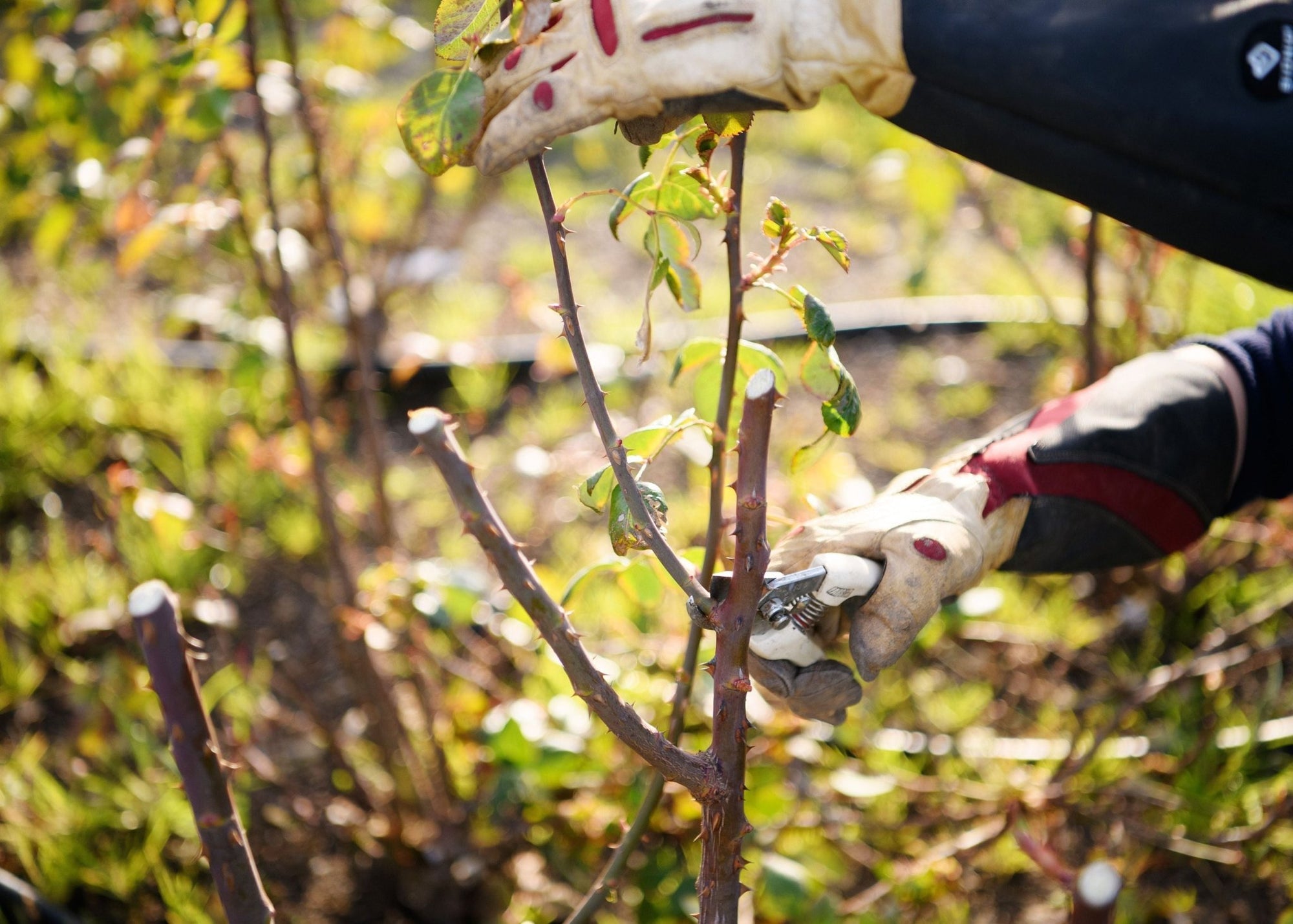 Ask Felicia: What’s Different About Pruning in Year 1? Plus Vertical Growth Tips for Roses - Menagerie Farm & Flower