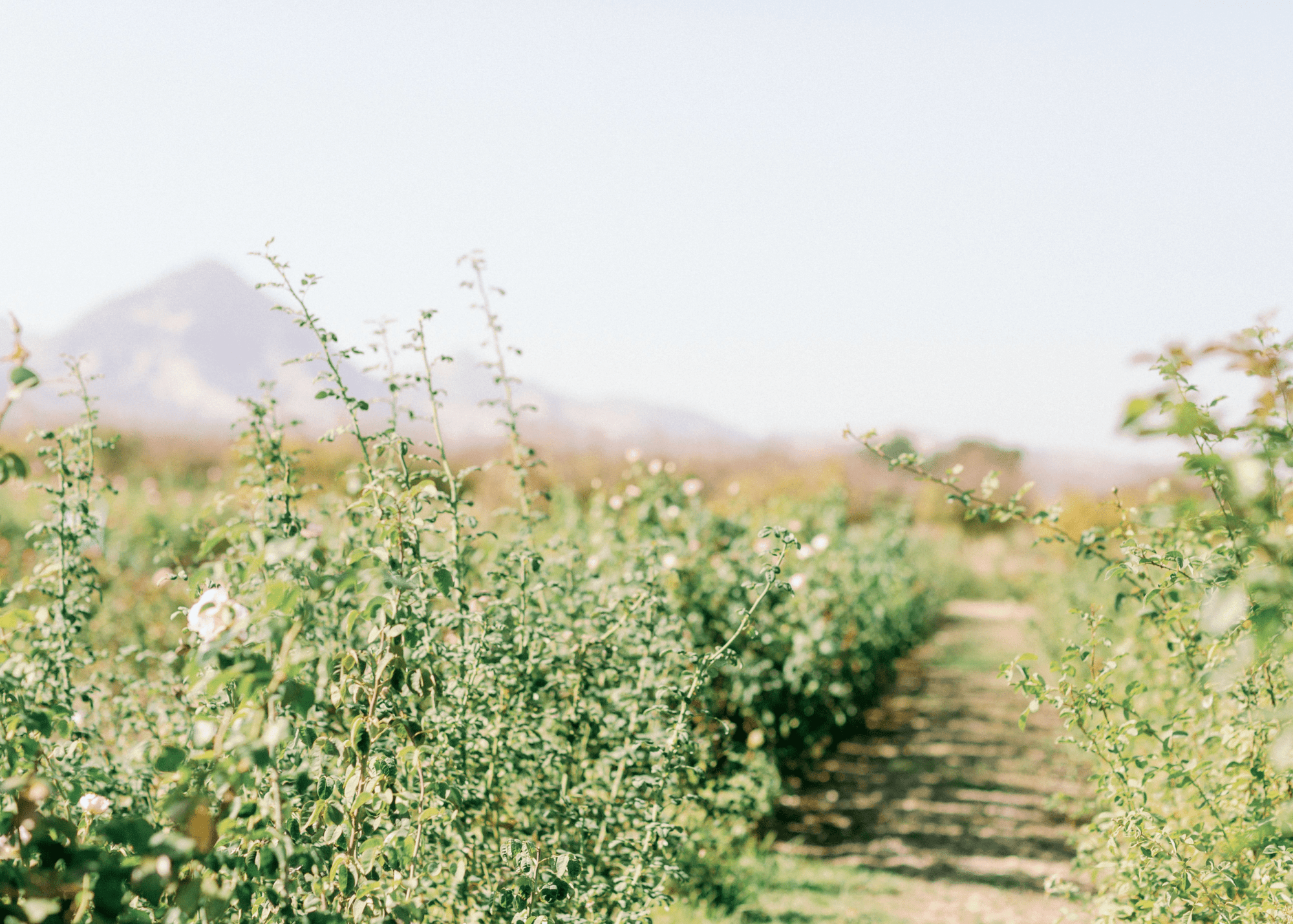 Ask Felicia: When Is The Best Time To Move Established Roses? - Menagerie Farm & Flower