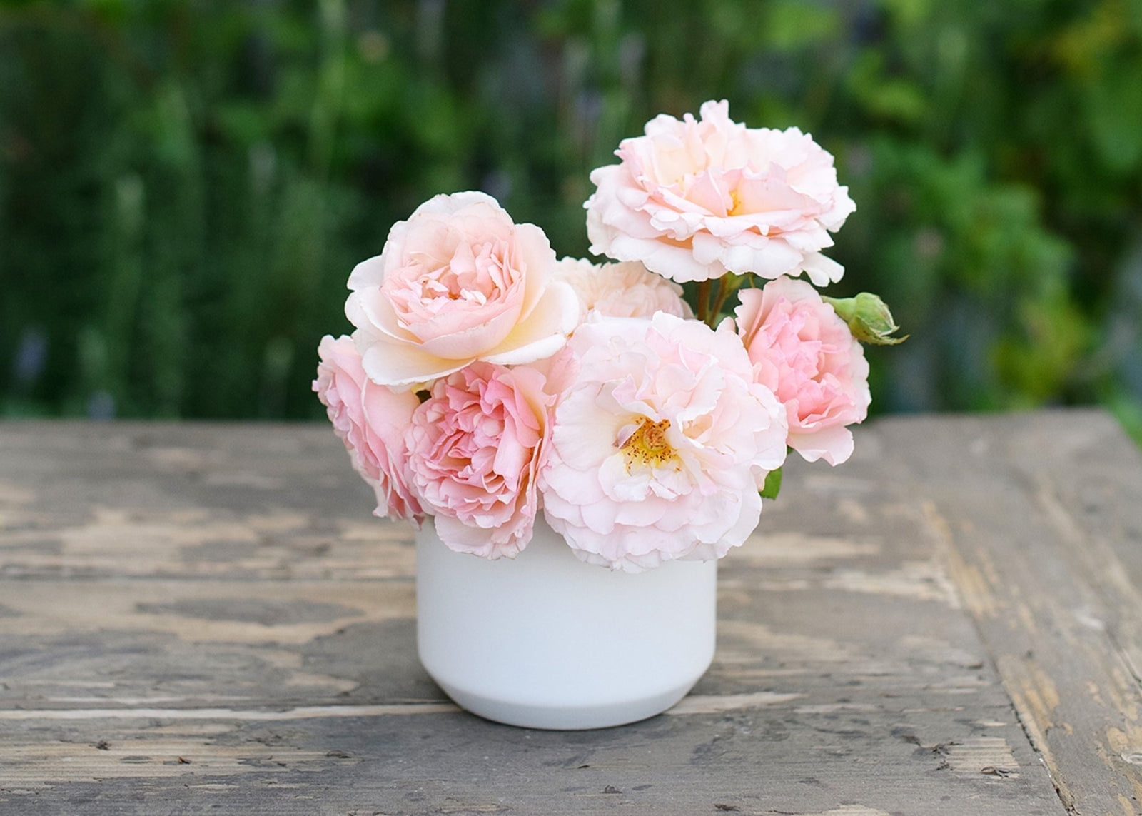 Ask Felicia: When Should I Harvest Roses for the Longest Vase Life? - Menagerie Farm & Flower