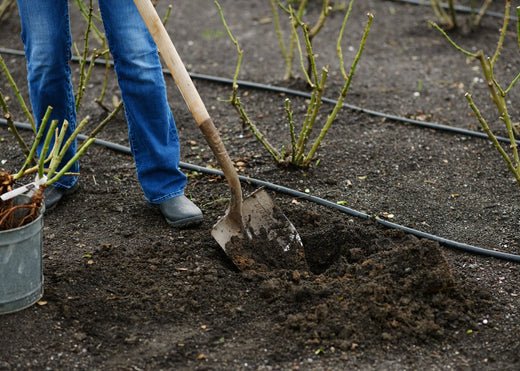 News Vol 10: When to Plant Bare Root Roses - Menagerie Farm & Flower