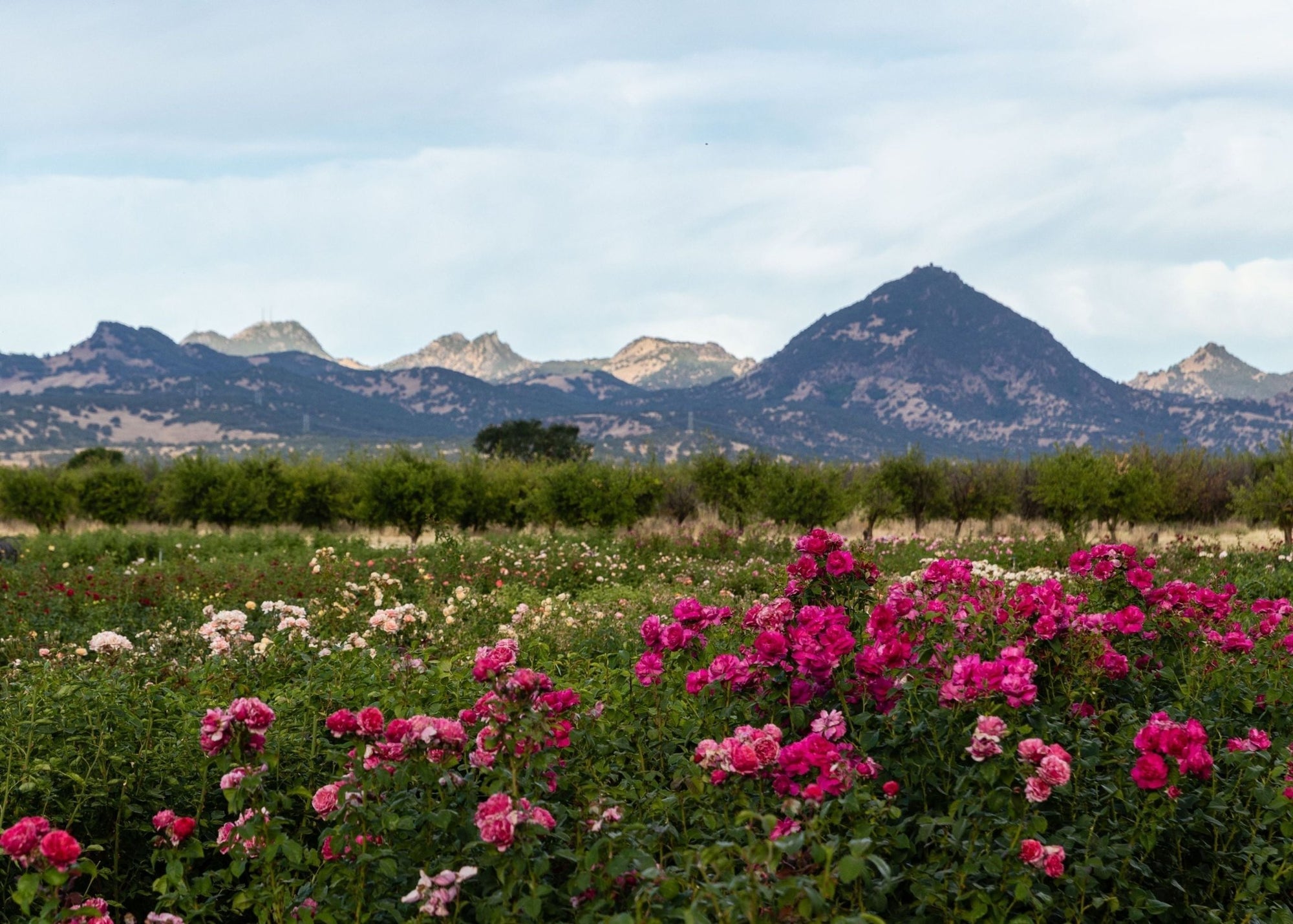 News Vol 12: Exploring Types of Garden Roses - Menagerie Farm & Flower