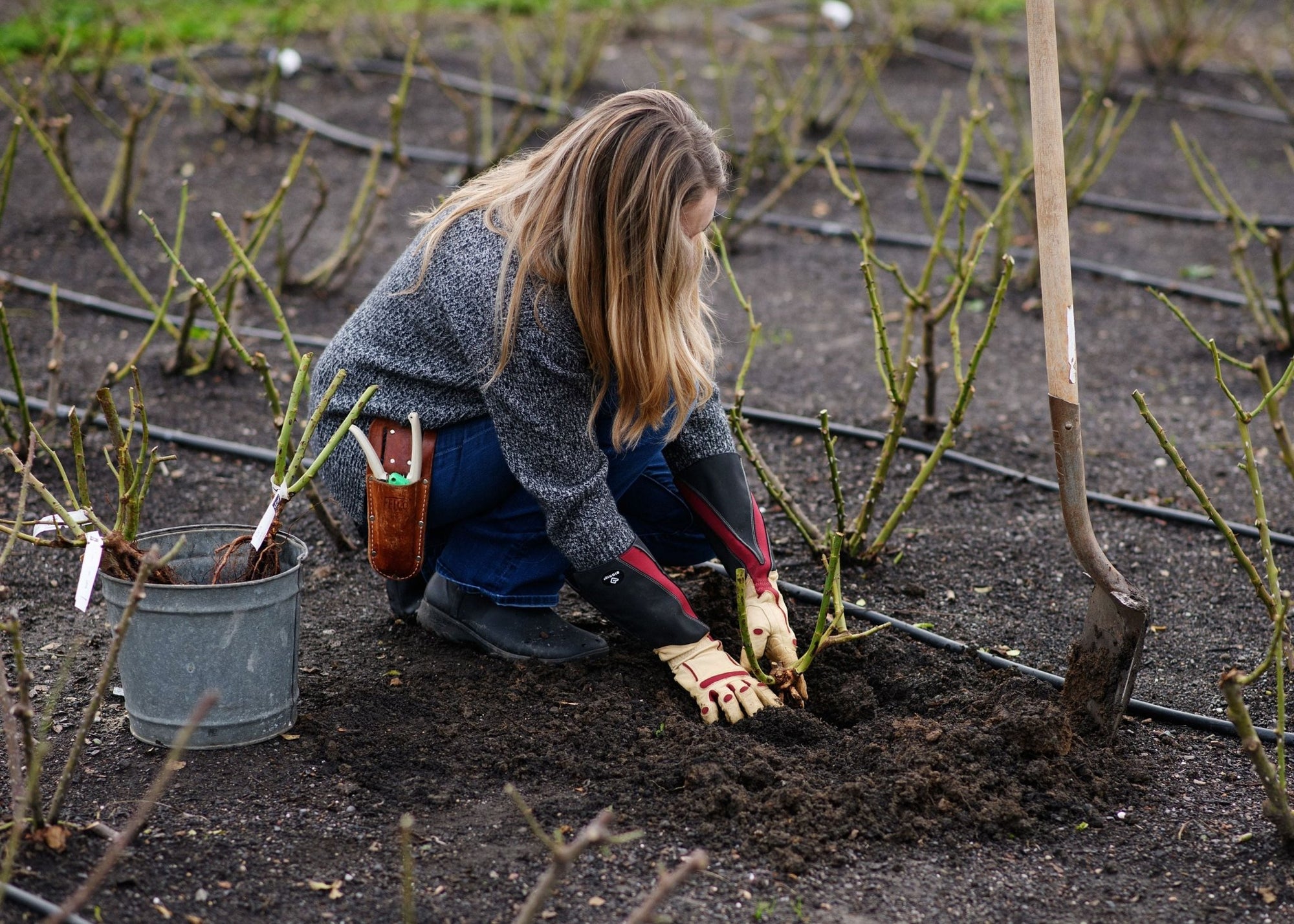 News Vol 16: How To Plant Bare Root Roses - Menagerie Farm & Flower